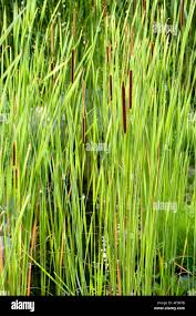 Attēlu rezultāti vaicājumam “Typha angustifolia  leaf”