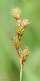 Attēlu rezultāti vaicājumam “Carex disticha”