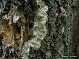 Attēlu rezultāti vaicājumam “Skeletocutis odora”