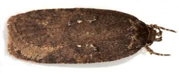 Attēlu rezultāti vaicājumam “Agonopterix heracliana”