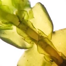 Attēlu rezultāti vaicājumam “Porella cordaeana”