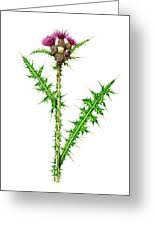 Attēlu rezultāti vaicājumam “Cirsium palustre”