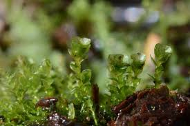 Attēlu rezultāti vaicājumam “Tetraphis pellucida”