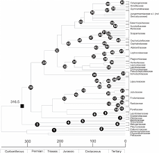 Attēlu rezultāti vaicājumam “Jungermanniopsida”