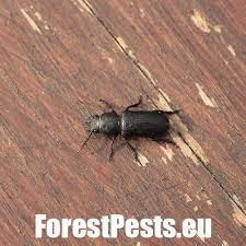 Attēlu rezultāti vaicājumam “Spondylis buprestoides”