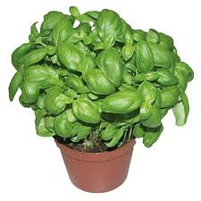 Image result for Basilikum