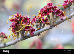 Attēlu rezultāti vaicājumam “Hamamelis japonica bud”