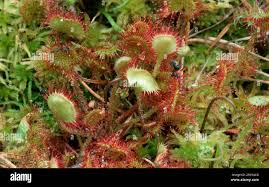 Attēlu rezultāti vaicājumam “Droseraceae”