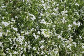 Attēlu rezultāti vaicājumam “Galium rivale”