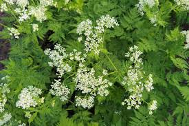 Image result for Myrrhis odorata