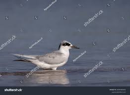 Image result for Sterna forsteri