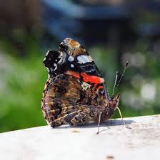 Attēlu rezultāti vaicājumam “Vanessa atalanta”