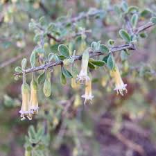 Attēlu rezultāti vaicājumam “Lycogala persicum sessile”