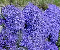 Image result for Aubrieta hybrida (cultorum)