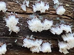 Attēlu rezultāti vaicājumam “Stemonitis fusca young”