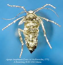 Attēlu rezultāti vaicājumam “Agriopis leucophaearia”