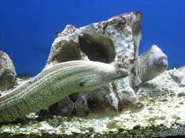 Image result for Muraena helena