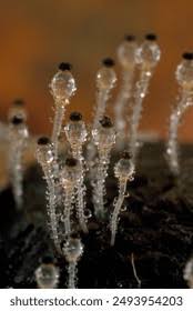 Attēlu rezultāti vaicājumam “Pilobolus crystallinus”