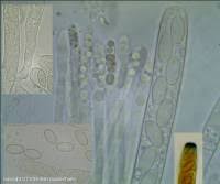 Attēlu rezultāti vaicājumam “Peziza flavida”