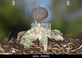 Attēlu rezultāti vaicājumam “Geastrum pectinatum”