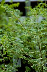 Attēlu rezultāti vaicājumam “Symphoricarpos albus”