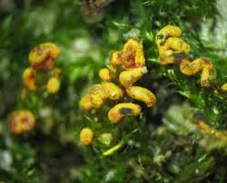 Attēlu rezultāti vaicājumam “Willkommlangea reticulata”