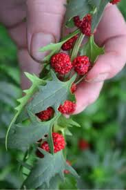 Attēlu rezultāti vaicājumam “Chenopodium foliosum fruit”