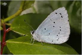 Attēlu rezultāti vaicājumam “Celastrina argiolus male”