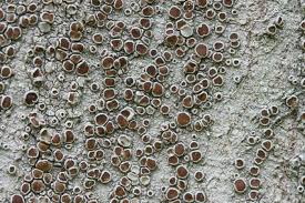 Attēlu rezultāti vaicājumam “Lecanora argentata”