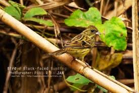 Image result for Emberiza spodocephala
