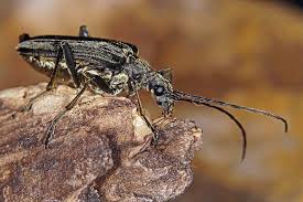 Attēlu rezultāti vaicājumam “Oxymirus cursor”