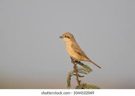 Image result for Lanius isabellinus