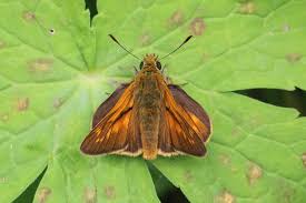 Attēlu rezultāti vaicājumam “Ochlodes sylvanus underside”