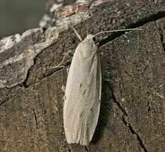 Attēlu rezultāti vaicājumam “Pelosia muscerda”