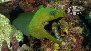 Image result for Gymnothorax funebris