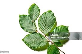 Attēlu rezultāti vaicājumam “Fagus sylvatica leaf”