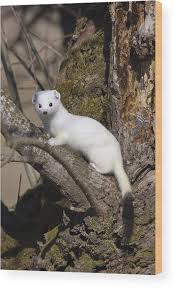 Attēlu rezultāti vaicājumam “Mustela erminea”