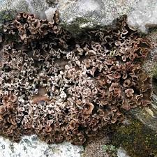 Attēlu rezultāti vaicājumam “Peltigera polydactylon”