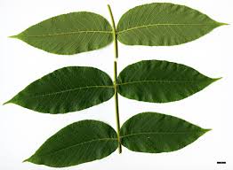 Attēlu rezultāti vaicājumam “Juglans cinerea leaf”