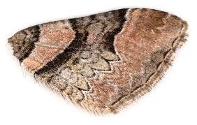 Attēlu rezultāti vaicājumam “Catarhoe rubidata”