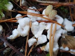 Attēlu rezultāti vaicājumam “Sistotrema confluens”