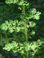 Attēlu rezultāti vaicājumam “Jacobaea vulgaris leaf”