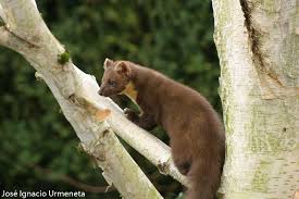 Attēlu rezultāti vaicājumam “Martes martes”