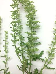 Image result for Chenopodium botrys