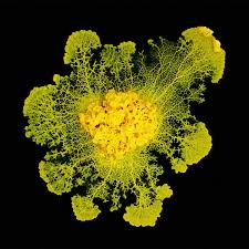 Attēlu rezultāti vaicājumam “Physarum luteolum young”