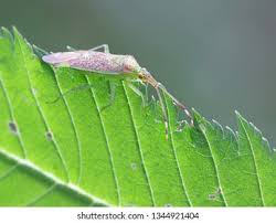 Attēlu rezultāti vaicājumam “Pantilius tunicatus”