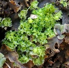 Attēlu rezultāti vaicājumam “Fossombronia foveolata”