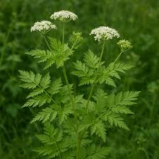 Image result for Myrrhis odorata