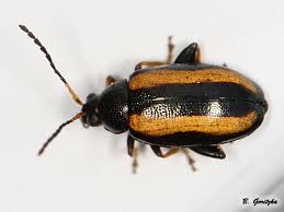 Attēlu rezultāti vaicājumam “Phyllotreta sp.”