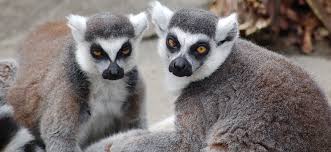 lemur ile ilgili görsel sonucu